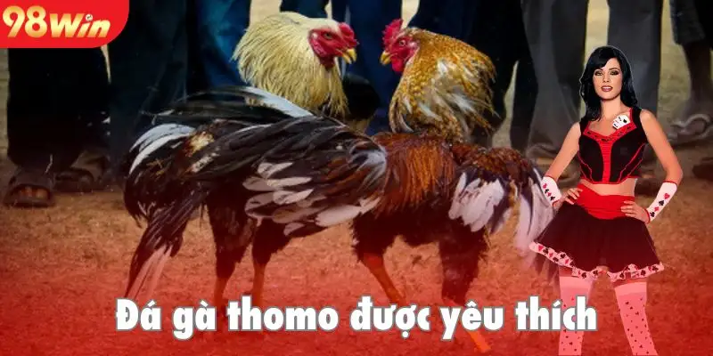 Hình thức đá gà Thomo Campuchia được nhiều người chơi yêu thích